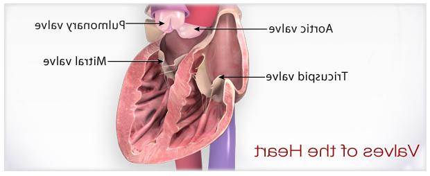 Illustration of Valves of the Heart